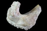 Dimetrodon Pterygoid Bone (Pair) - Texas Red Beds #69537-1